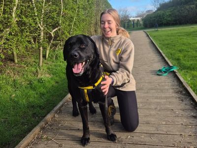 Frankie | Retriever (Labrador) Cross | Loughborough - 3