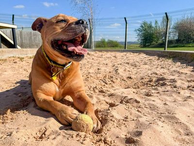 Ronnie | Terrier (Staffordshire Bull) | Evesham (Worcestershire) - 3