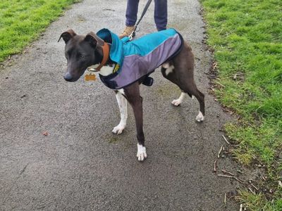 Dave | Lurcher | Leeds - 3