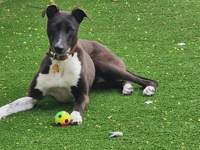 Dave | Lurcher | Leeds - 2