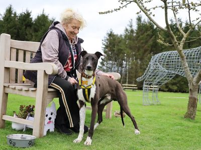 Dave | Lurcher | Leeds - 3