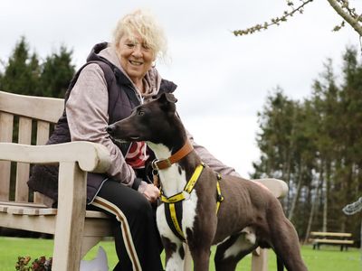 Dave | Lurcher | Leeds - 5