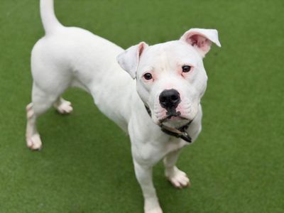 Bodhi | Terrier (Staffordshire Bull) | Cardiff - 1