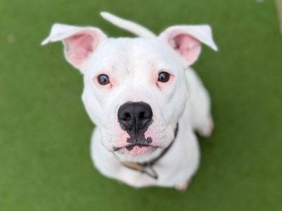 Bodhi | Terrier (Staffordshire Bull) | Cardiff - 3