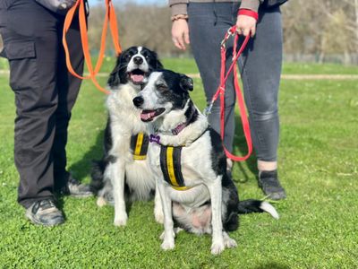 Tilly | Collie (Welsh) | Canterbury - 3