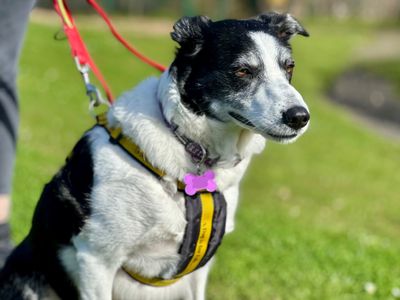 Tilly | Collie (Welsh) | Canterbury - 2