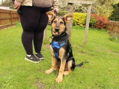 Lucky | German Shepherd Dog Cross | Newbury (Berkshire) - 3