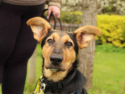 Lucky | German Shepherd Dog Cross | Newbury (Berkshire) - 1