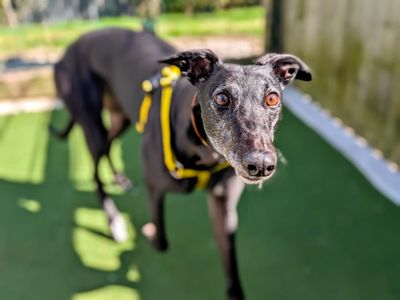 Princess Atta | Greyhound | Cardiff - 3
