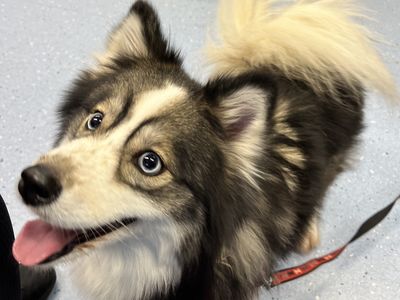 Apollo | Pomeranian Cross | Shoreham (Sussex) - 5