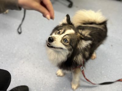 Apollo, a 2 years old female Pomeranian available for adoption from Dogs Trust in West Sussex