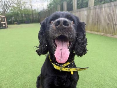 Django & Lola | Spaniel (Cocker) | Glasgow - 3