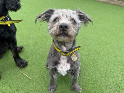 Django & Lola | Spaniel (Cocker) | Glasgow - 1