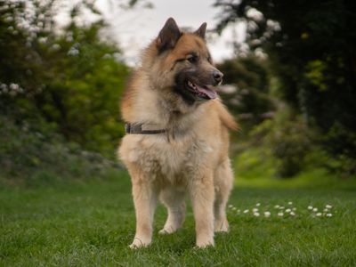 Cooper | Siberian Husky Cross | Kenilworth (West Midlands) - 3