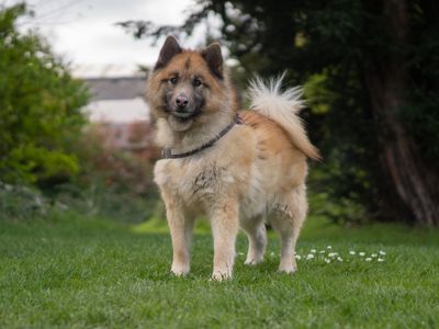 Cooper | Siberian Husky Cross | Kenilworth (West Midlands) - 1