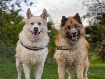 Milo | Pomeranian Cross | Kenilworth (West Midlands) - 3