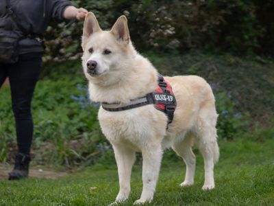 Milo | Pomeranian Cross | Kenilworth (West Midlands) - 1