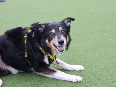 Bailey | Collie (Border) | Glasgow - 2