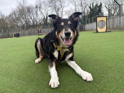 Bailey | Collie (Border) | Glasgow - 3