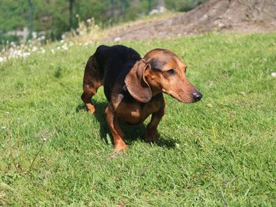 Coco | Dachshund (Miniature Smooth Haired) | Merseyside (Liverpool) - 3