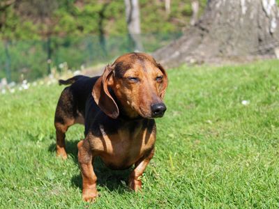 Coco | Dachshund (Miniature Smooth Haired) | Merseyside (Liverpool) - 2