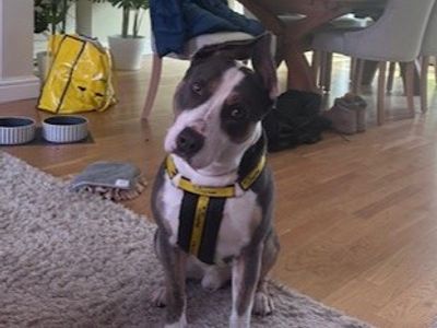 Bruno, a 3 years old male Bulldog available for adoption from Dogs Trust in Leicestershire