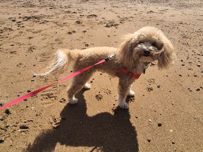 Bella, a 5 years old female Poodle available for adoption from Dogs Trust in West Sussex