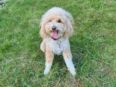 Bella | Poodle (Miniature) Cross | Shoreham (Sussex) - 3