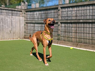 Seth | Lurcher | Cardiff - 3