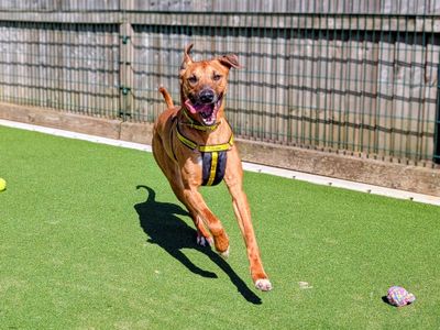 Seth | Lurcher | Cardiff - 5