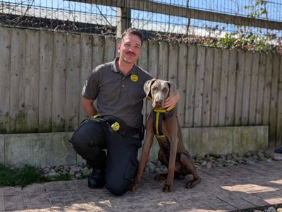 Dobby | Dobermann | Cardiff - 3