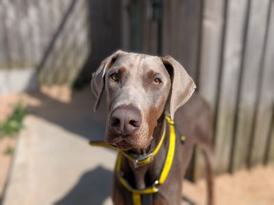 Dobby, a 2 years old male Dobermann available for adoption from Dogs Trust in Wales