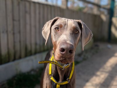Dobby | Dobermann | Cardiff - 5