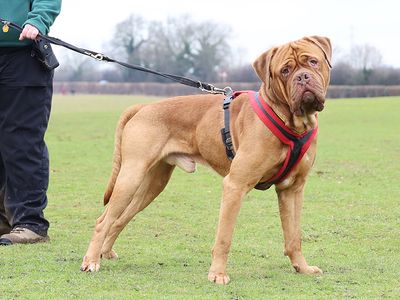 Jacko | Dogue De Bordeaux | Glasgow - 3
