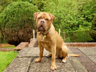 Jacko | Dogue De Bordeaux | Glasgow - 2