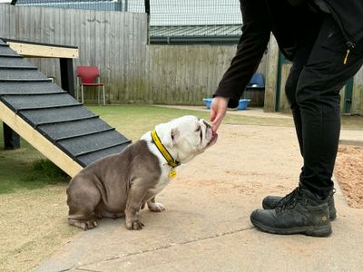 Shelby | Bulldog | Evesham (Worcestershire) - 1