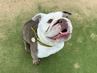 Shelby | Bulldog | Evesham (Worcestershire) - 3