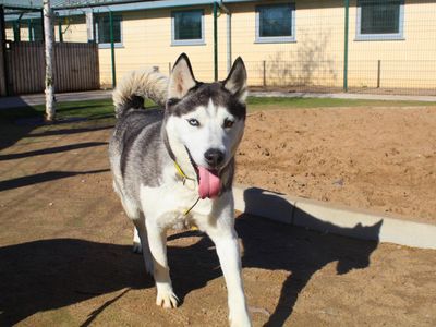 Alaska | Siberian Husky | Manchester - 2
