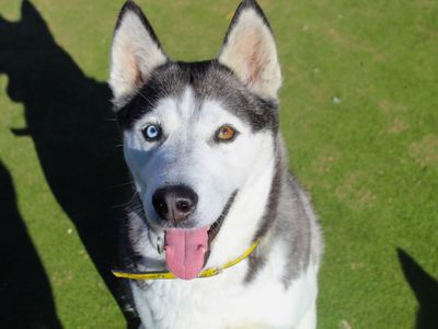 Alaska | Siberian Husky | Manchester - 3