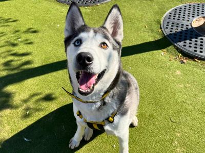 Alaska — Siberian Husky