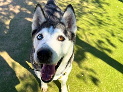 Alaska, a 6 years old female Siberian Husky available for adoption from Dogs Trust in Greater Manchester