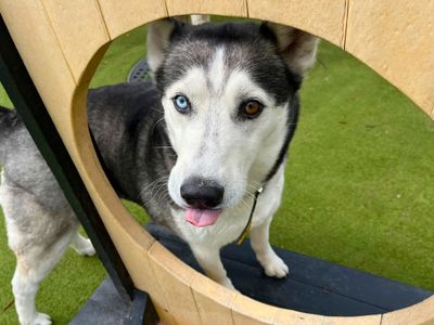 Alaska | Siberian Husky | Manchester - 3