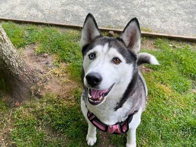 Alaska | Siberian Husky | Manchester - 5