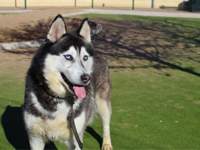 River — Siberian Husky