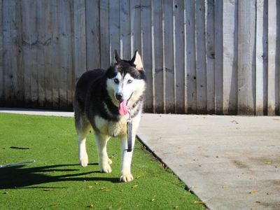 River | Siberian Husky | Manchester - 5