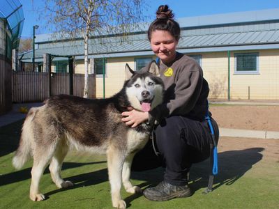 River | Siberian Husky | Manchester - 3