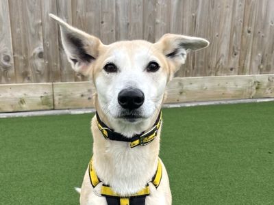 Tj | Whippet | Ballymena (Northern Ireland) - 1