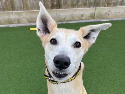 Tj | Whippet | Ballymena (Northern Ireland) - 3