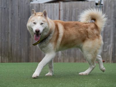 Ghost | Siberian Husky | Kenilworth (West Midlands) - 3