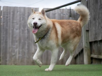 Ghost | Siberian Husky | Kenilworth (West Midlands) - 2